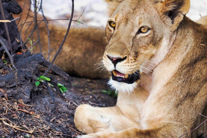 Full Day Chobe National Park Safari from Livingstone