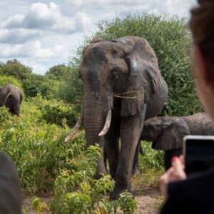 Full Day Chobe Private Tour from Livingstone