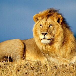 Full Day Chobe Safari from Livingstone