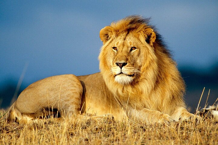 Full Day Chobe Safari from Livingstone