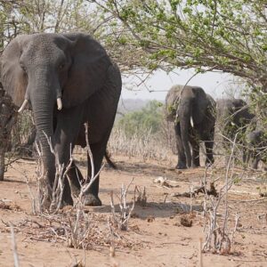 Full Day Chobe Safari Game Drive and Boat Cruise