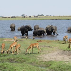 Full Day Safari Experience Chobe National Park in Botswana