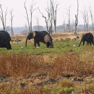 Full-Day Safari in Botswana from Zambia