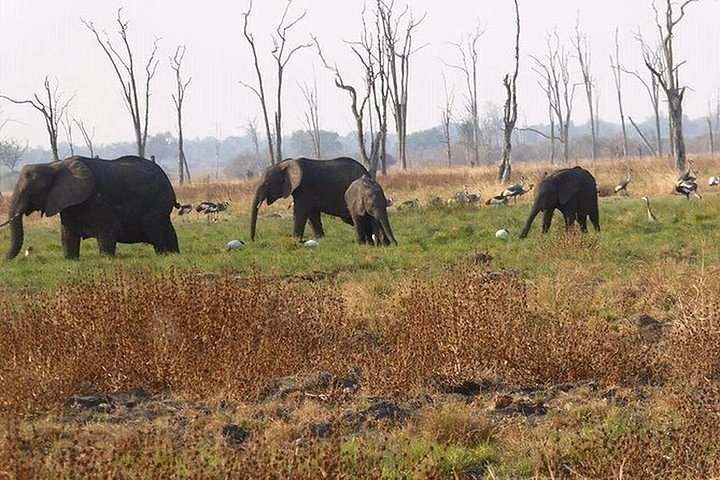 Full-Day Safari in Botswana from Zambia
