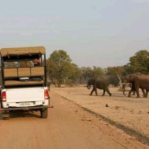 Full-Day Trip Chobe National Park Safari