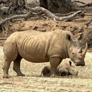 Game Drive and Rhino Encounter