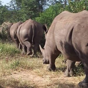 Game Drive And Rhino Safari in Livingstone