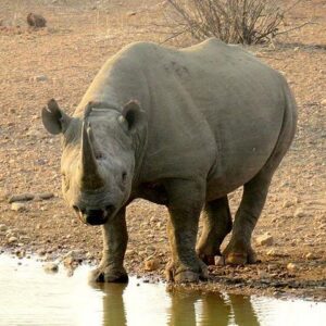 Game Drive and Rhino Walk
