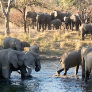 Game Drive and Rhino Walk In Mosi Oa Tunya National Park