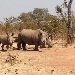 Game Drive and Rhino Walk Tour in Livingstone