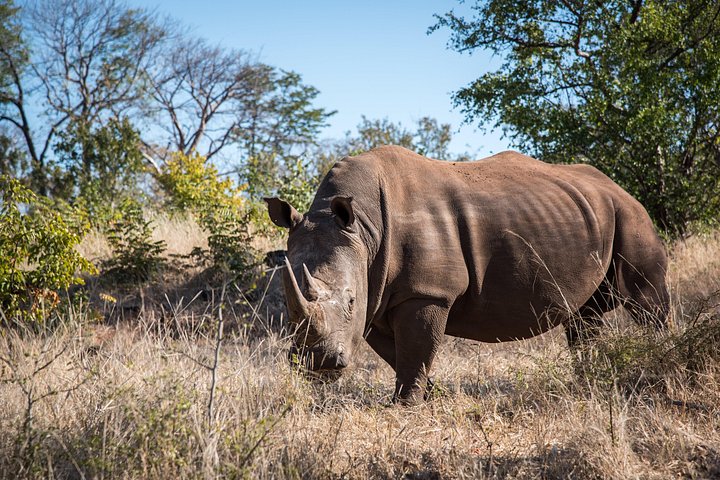 Game drive in the Mosi Oa Tunya National Park - Livingstone