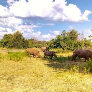 Game Drive into the Musi Otunya National Park