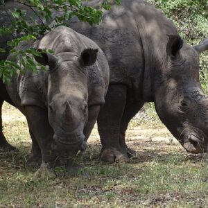 Game Drive & Rhino Safari Exp - up to 3 hrs long - MIN 2 PEOPLE