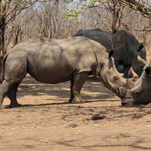 Guided Falls & Rhino Game Drive Safari From Livingstone (Combo)