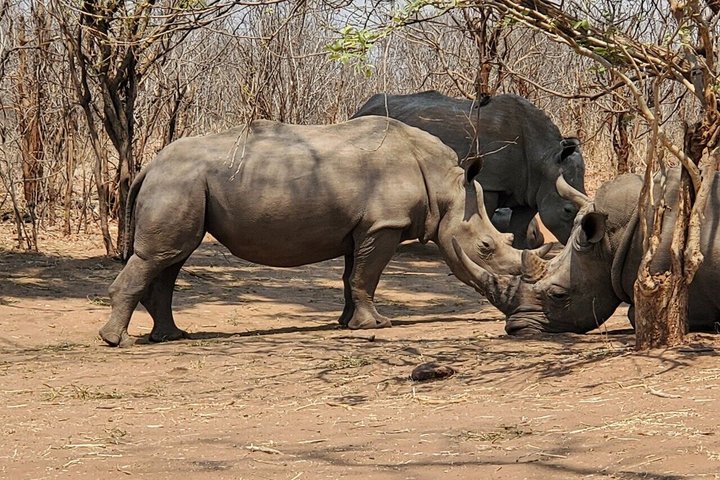 Guided Falls & Rhino Game Drive Safari From Livingstone (Combo)