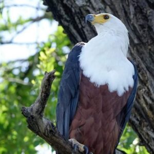 Half-Day Birding Tour of Livingstone