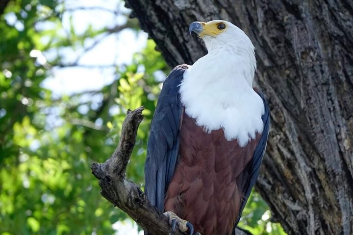 Half-Day Birding Tour of Livingstone