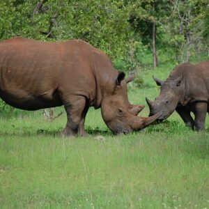 Half-Day Nature Walk in Mosi-oa-Tunya National Park from Livingstone
