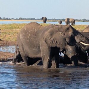 Half Day Tour in Chobe Afternoon Boat Safari
