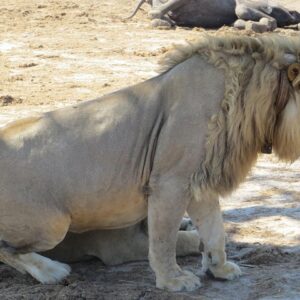 Hwange 2 Nights Bush Camping and Safaris