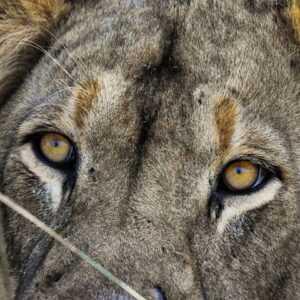 Hwange National Park Day Trip with Breakfast and Lunch