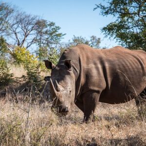 Mosi oa Tunya National Park Game Drive & White Rhino- Livingstone