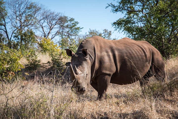 Mosi oa Tunya National Park Game Drive & White Rhino- Livingstone