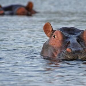 Mosi oa Tunya National Park Safari Game Drive and Rhino Tracking