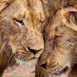 Nyati “BIG 5” Tour: Lower Zambezi, Kafue & South Luangwa National Parks –13 days