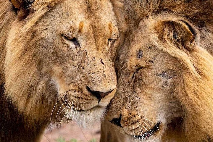 Nyati “BIG 5” Tour: Lower Zambezi, Kafue & South Luangwa National Parks –13 days
