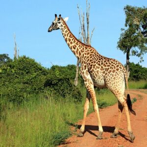 Overland Safari Livingstone to Lusaka via Lower Zambezi National Park - 7 Days.