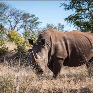 Private Tour Game Drive and Rhino Walk Safari