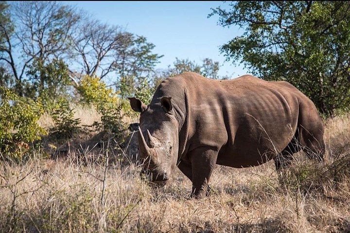 Private Tour Game Drive and Rhino Walk Safari