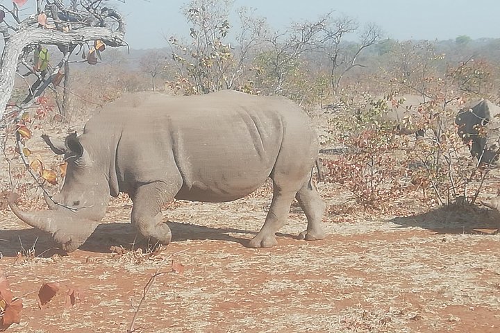 Rhino Game Drive and Walking Safaris