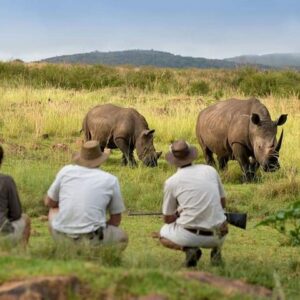 Rhino Private Walking Tour