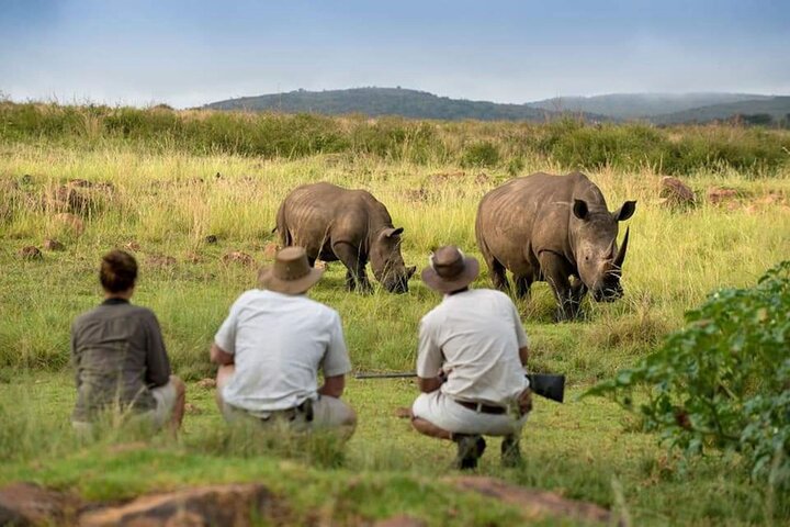 Marche privée à la rencontre des rhinocéros
