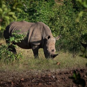 Rhino Walk