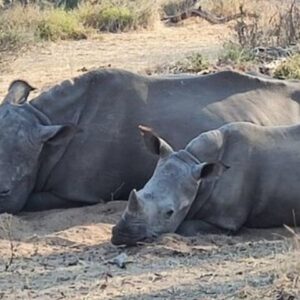 Rhino walking Safari