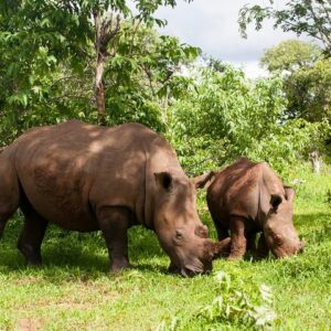 Rhino Walking Safari at Mosi-oa-Tunya National Park