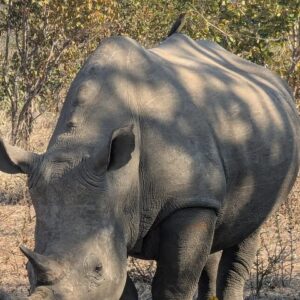 Safari Game Drive and Rhino walk