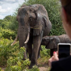 Safari Game Drive and Rhino Walk in Mosi-oa-Tunya National Park
