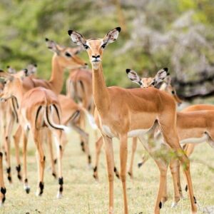 Safari Game Drive & Rhino Walks In The Mosi-oa-Tunya National Park