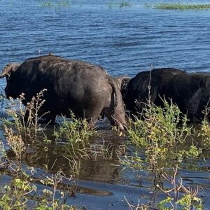 Shared 5 Day 4WD Livingstone Safari Tour