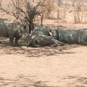 Short Rhino safari walk.