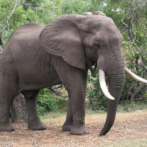 Sunset Cruise ,Chobe Safari Full Day , Airport Transfers Combo 3