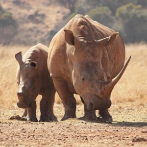 Sunset Game Drive