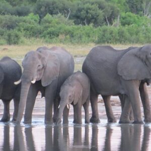 Things To Do In Victoria Falls Combo 5