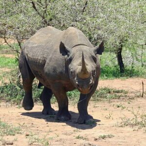 Thrilling Stanley and Livingstone Big 5 Safari With Refreshments