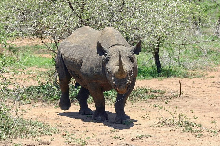 Thrilling Stanley and Livingstone Big 5 Safari With Refreshments