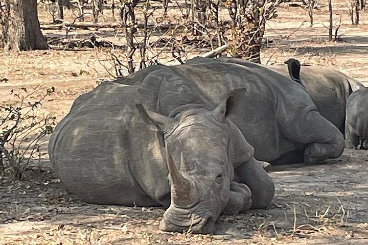 Victoria Falls & Safari Adventure: Both Sides Tour + Rhino Walk